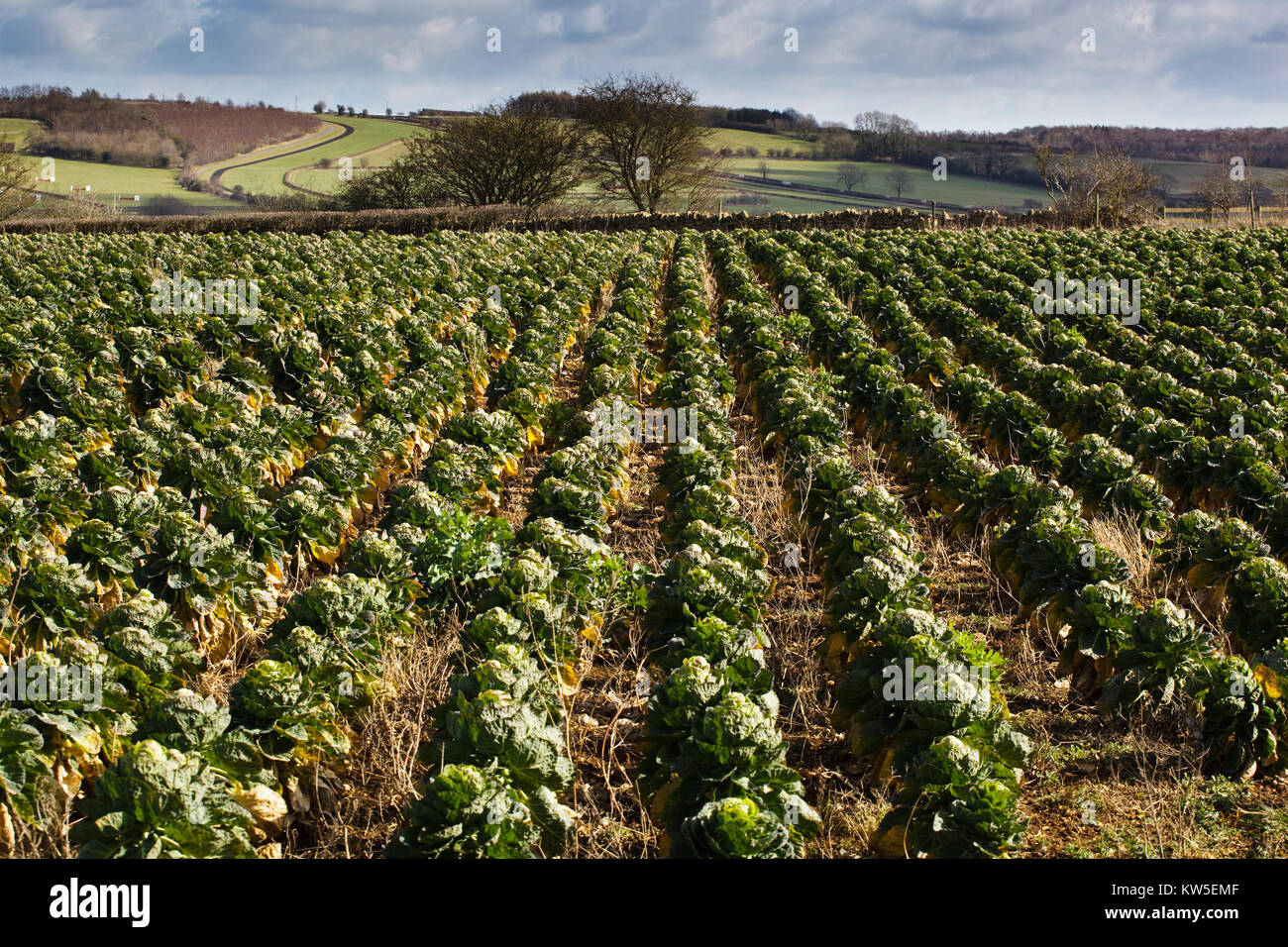 Field of sprouts, Cutsdean, Gloucestershire. Stock Photo