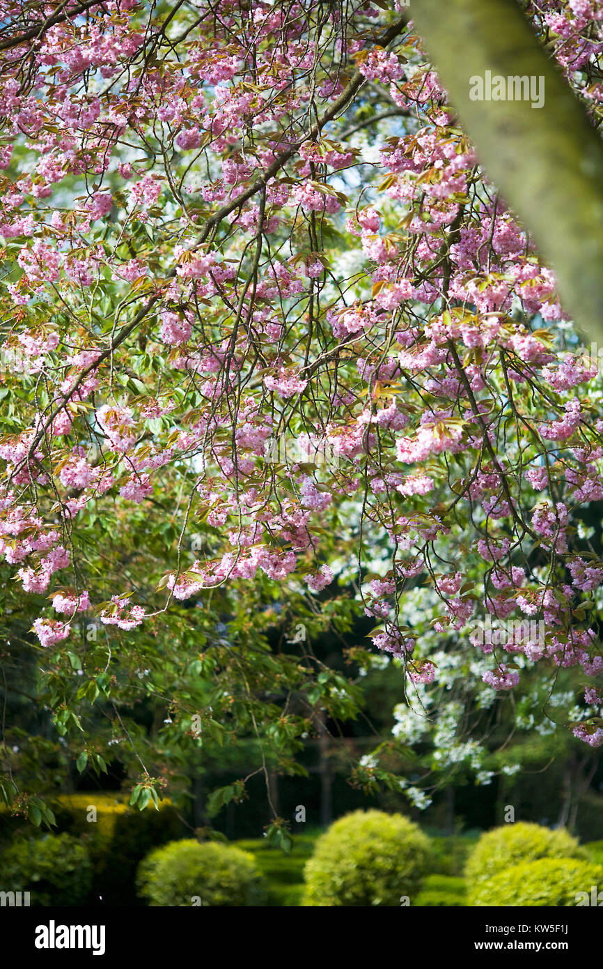 English Country Garden in Spring Stock Photo - Alamy