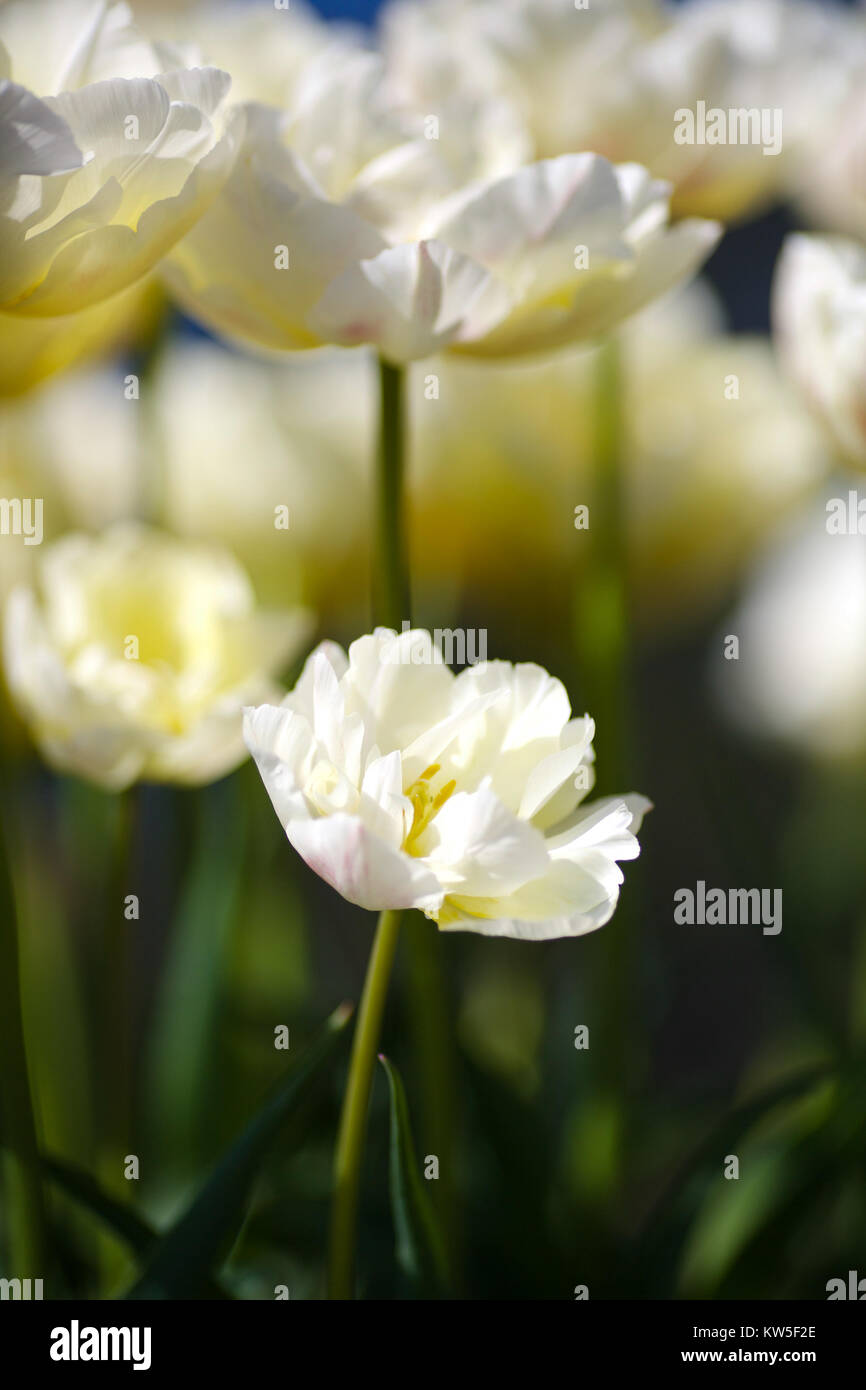 English Country Garden in Spring Stock Photo - Alamy
