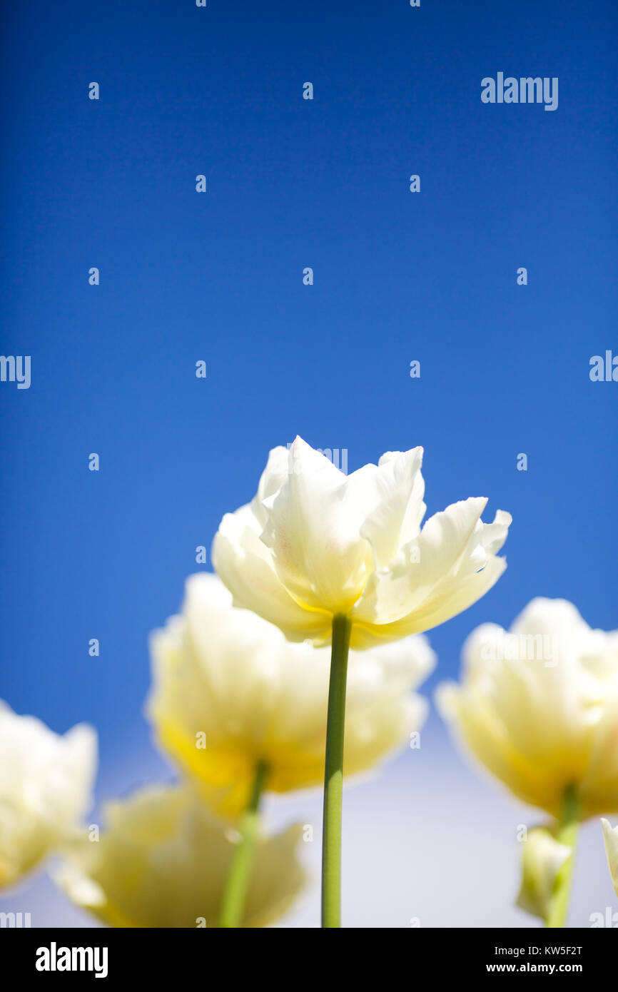 English Country Garden in Spring Stock Photo - Alamy