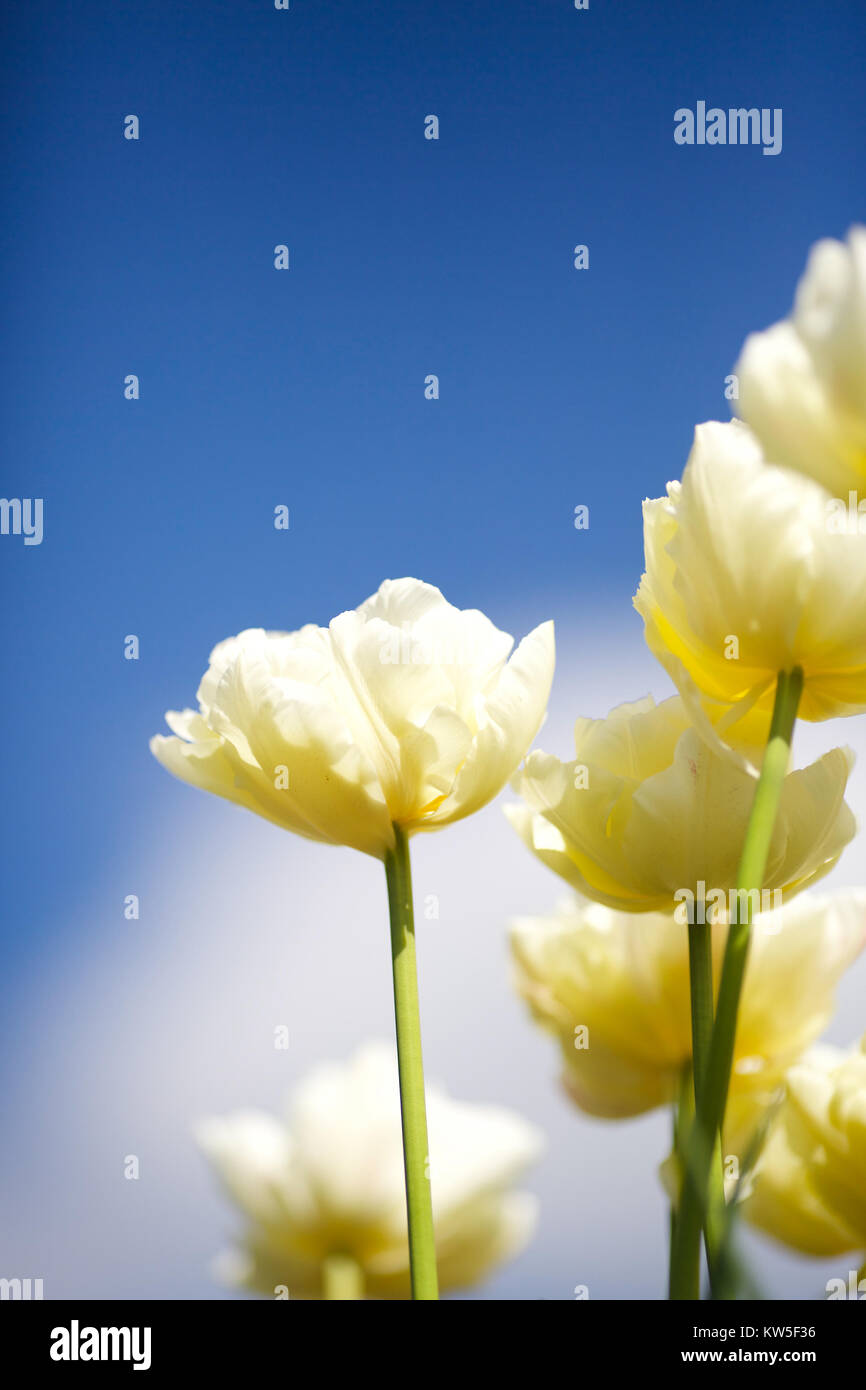 English Country Garden in Spring Stock Photo - Alamy