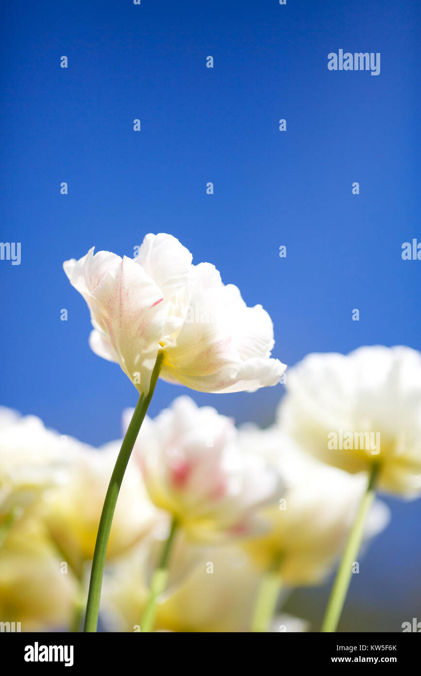English Country Garden in Spring Stock Photo - Alamy