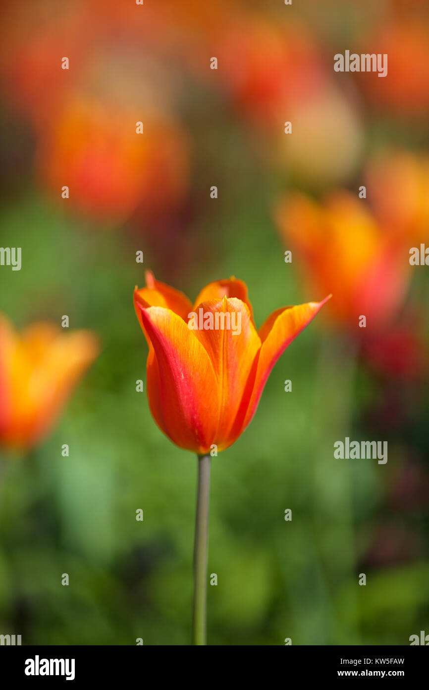 English Country Garden in Spring Stock Photo - Alamy