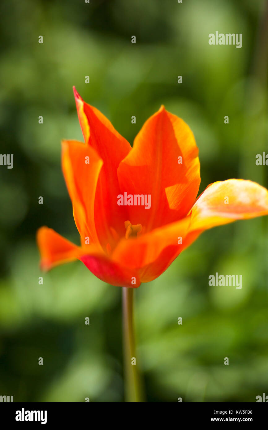 English Country Garden in Spring Stock Photo - Alamy