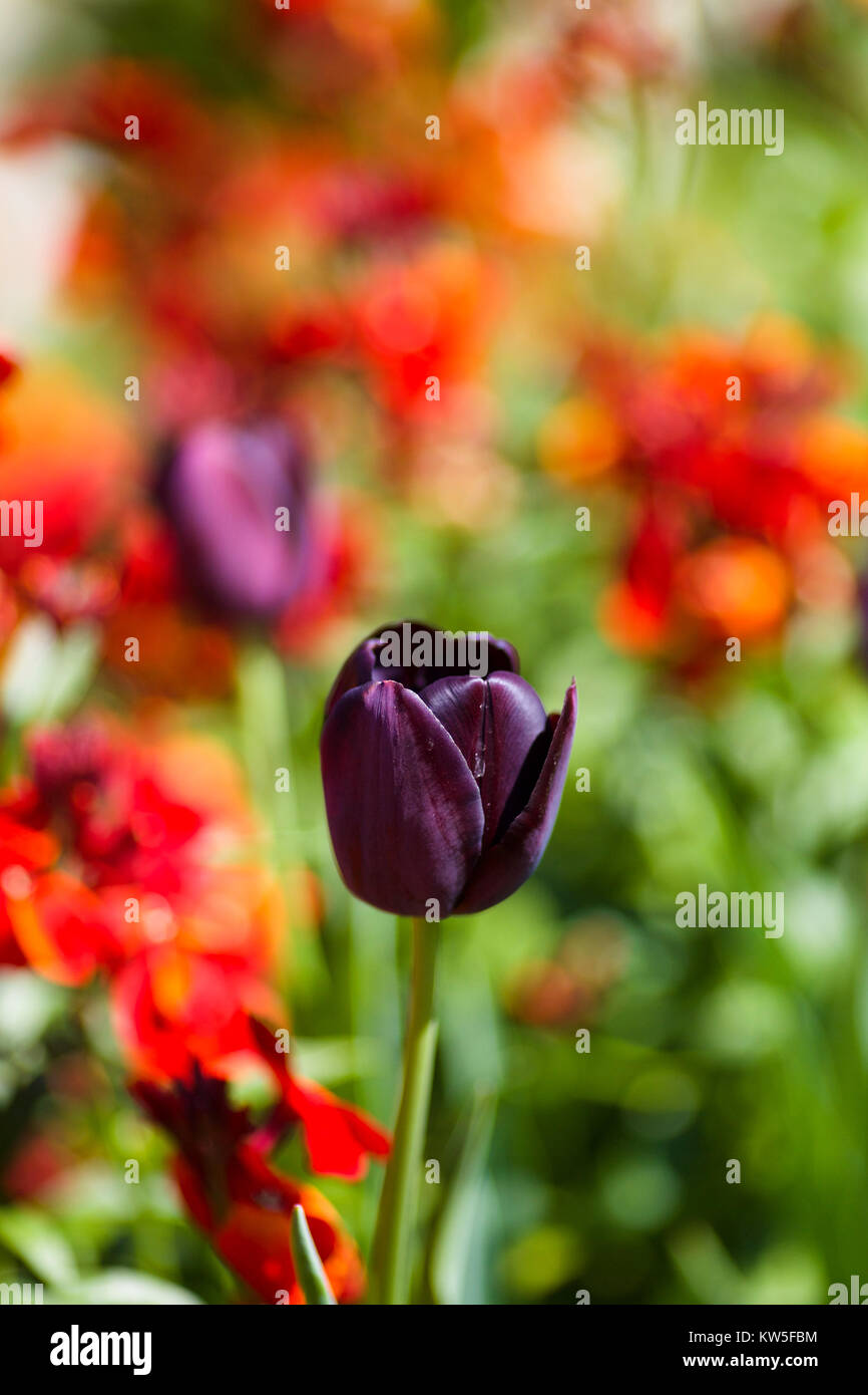 English Country Garden in Spring Stock Photo - Alamy