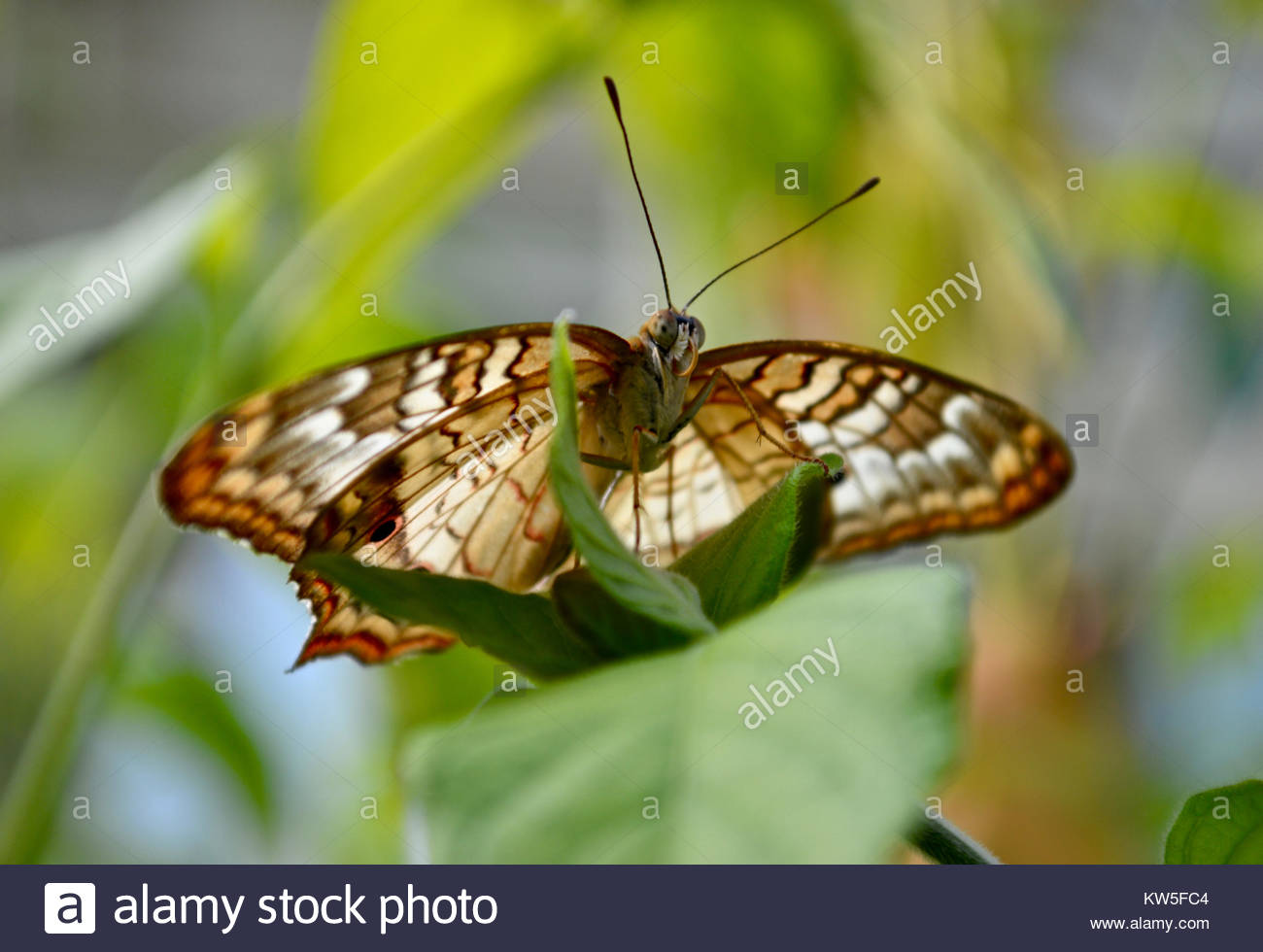 Butterfly Face Stock Photos & Butterfly Face Stock Images Alamy