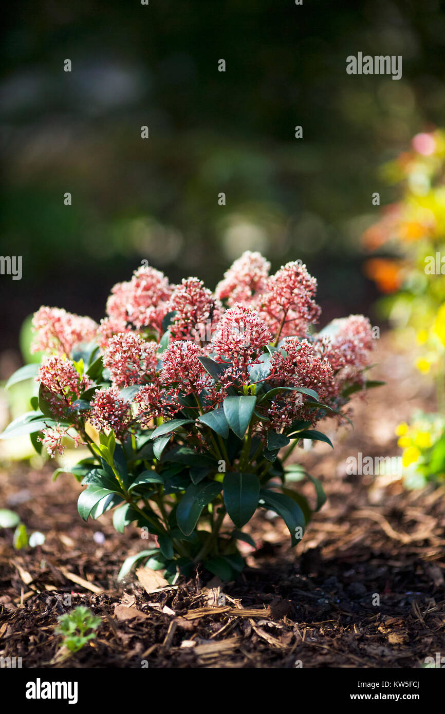 English Country Garden in Spring Stock Photo - Alamy