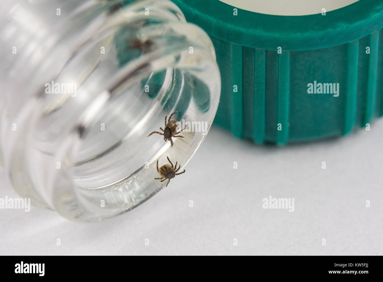 Ticks on vial. The castor bean tick. Ixodes ricinus. Close-up of dangerous insects in test tube. Carriers of infection. Laboratory testing. Stock Photo