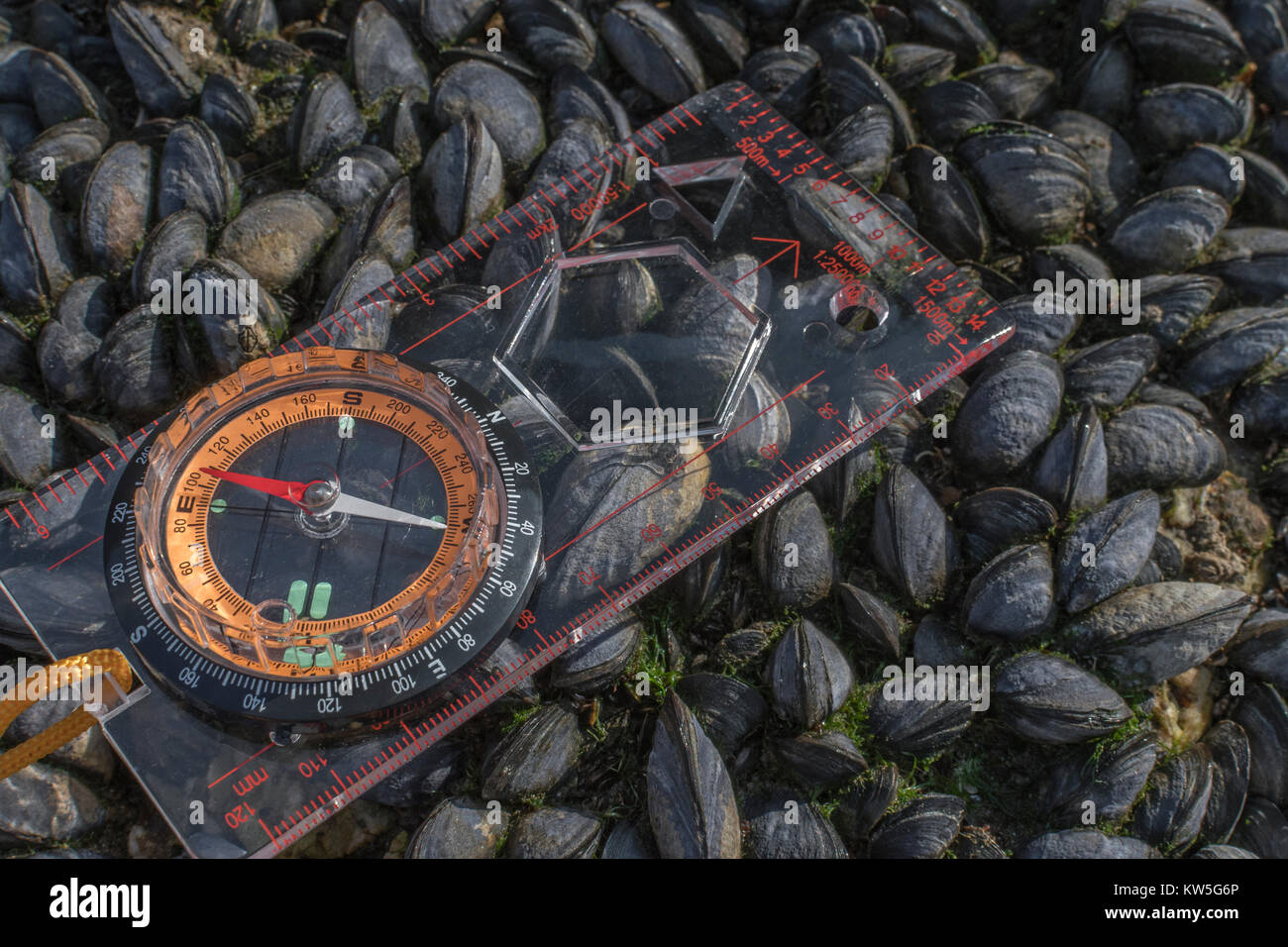 Compass mussel bed hires stock photography and images Alamy