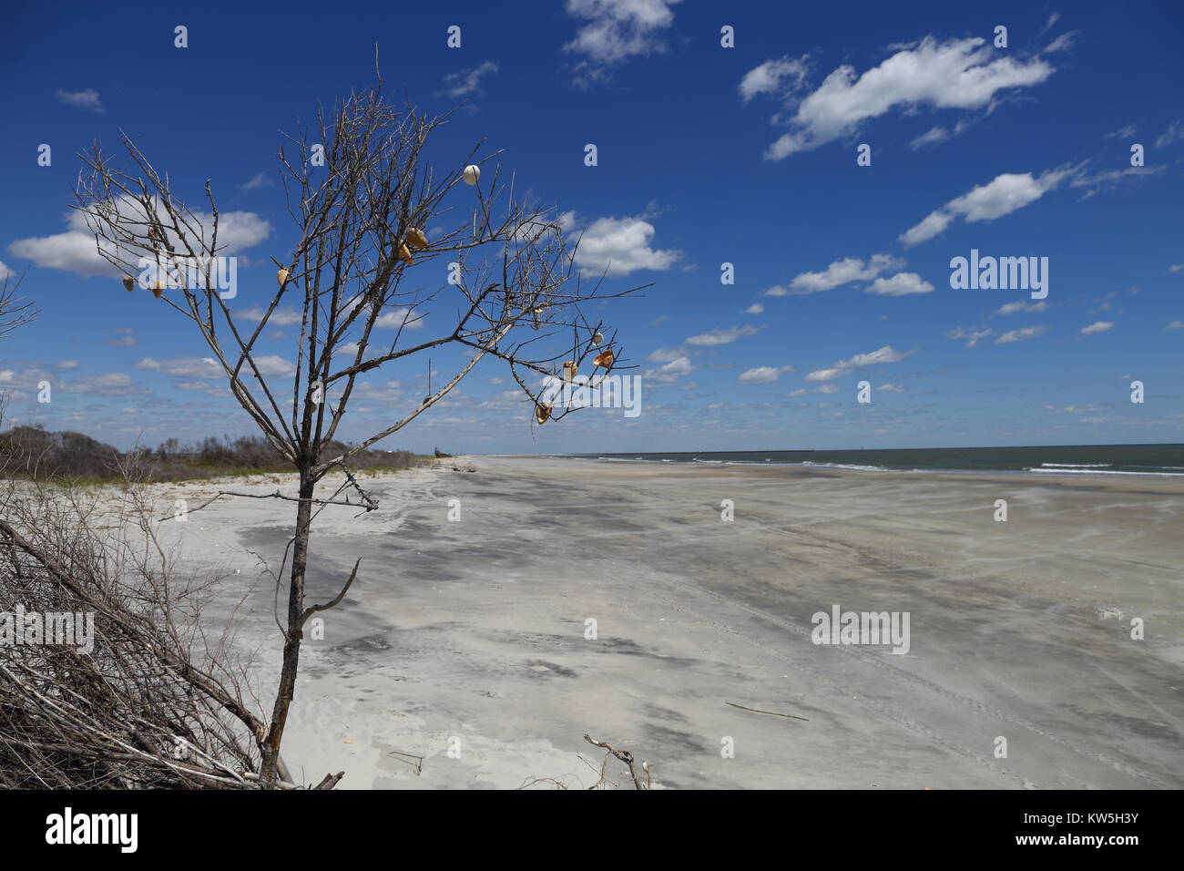 Scrub brush on a sand dune along the South Carolina coast is decorated with sea shells. Stock Photo