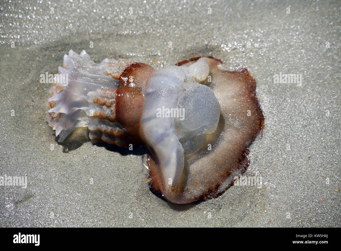 A cannonball jellyfish washed up on a sandy beach Stock Photo Alamy