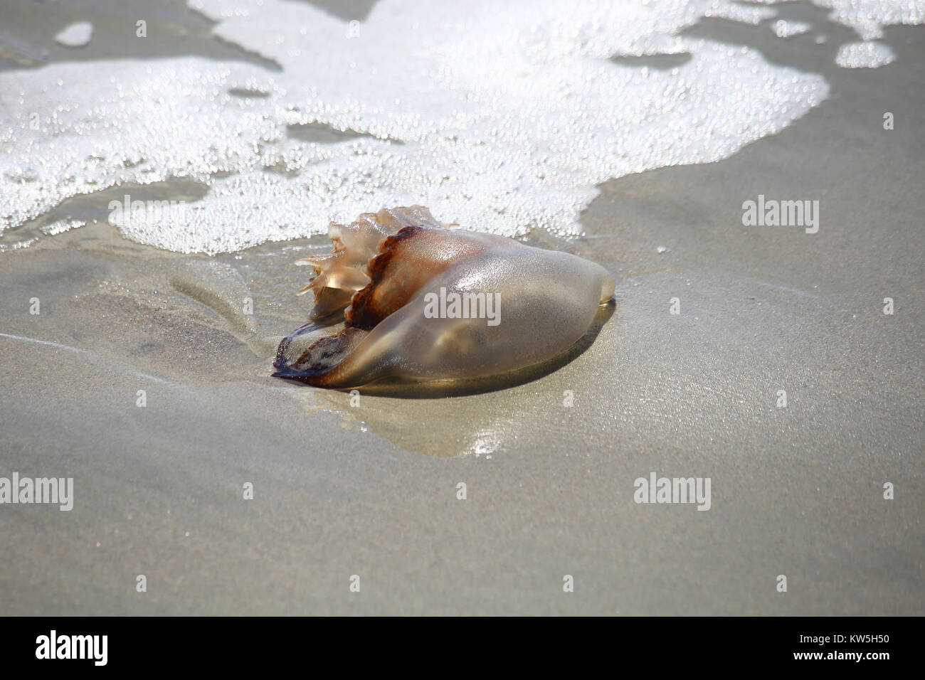 A cannonball jellyfish washed up on a sandy beach Stock Photo Alamy