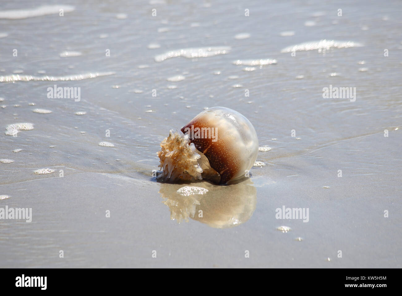 A cannonball jellyfish washed up on a sandy beach Stock Photo Alamy