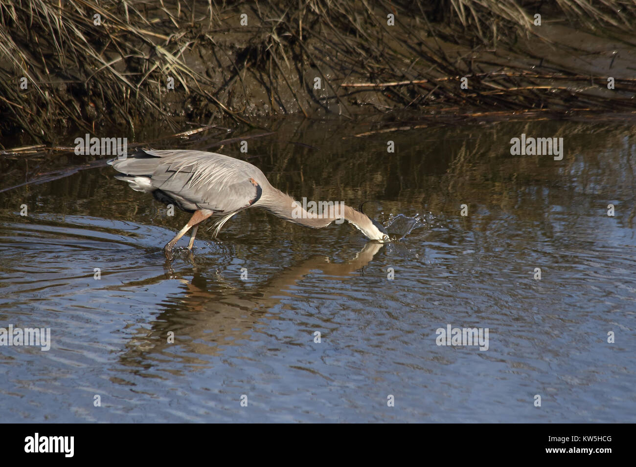 A Great Blue Heron hunting within a saltwater estuary. Stock Photo