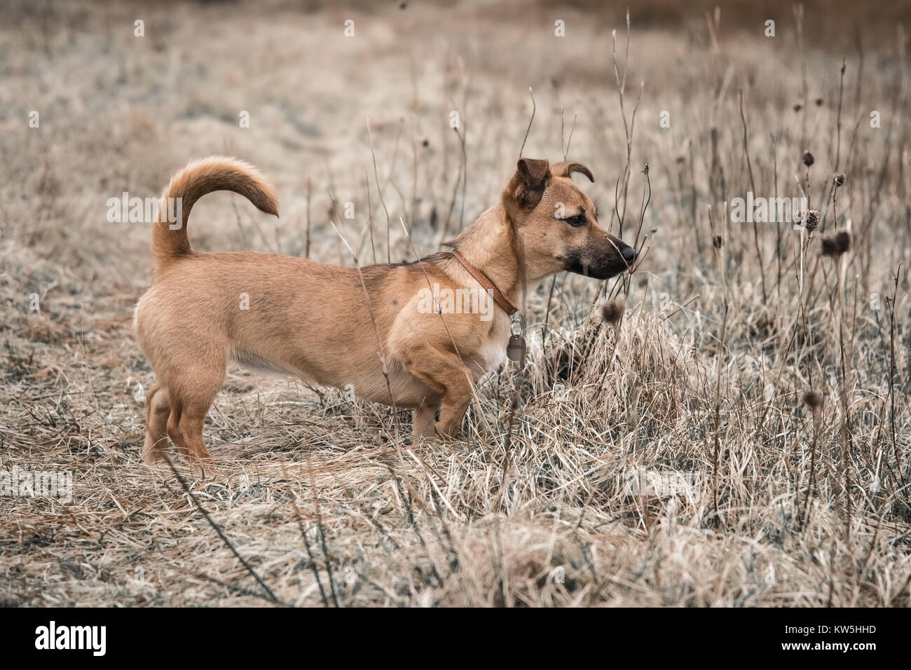 Chasing rabbits hi-res stock photography and images - Alamy