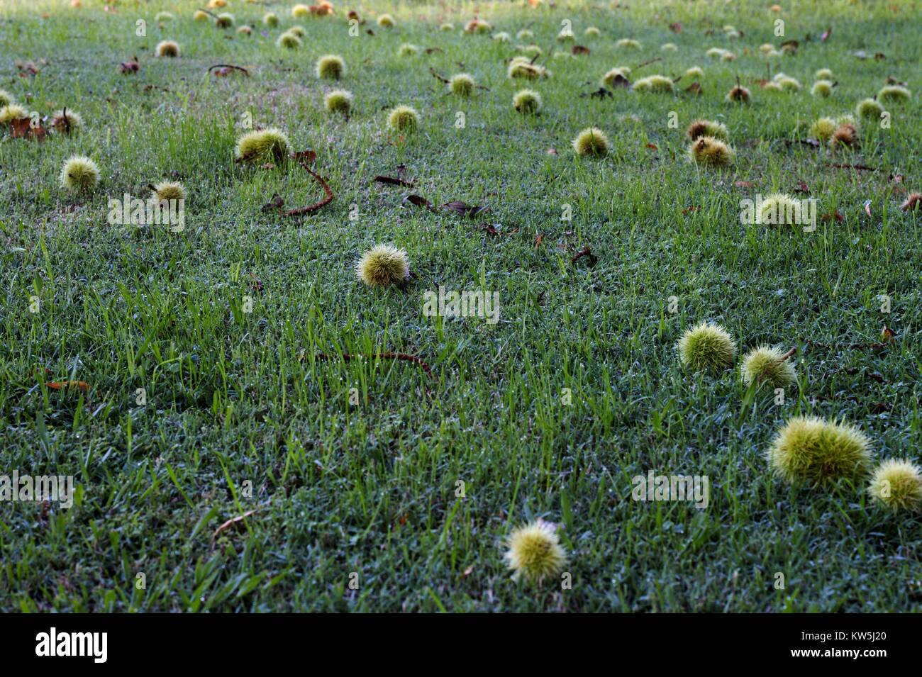 Spiky green fruit from a sycamore tree laying across green grass. Stock Photo