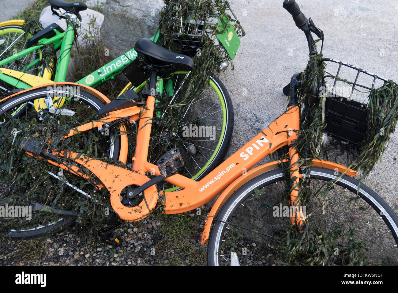 Two rental bikes which have been pulled out of the ocean al covered in seaweed. Stock Photo