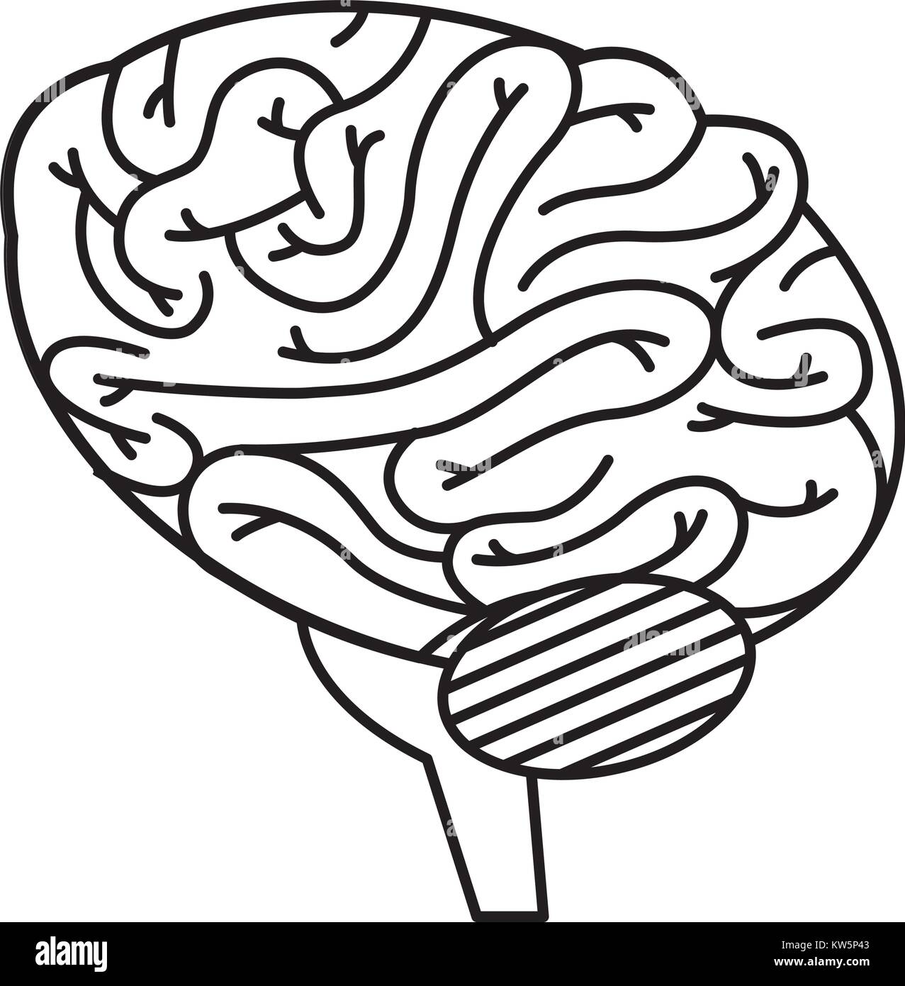 brain human isolated icon Stock Vector Image & Art - Alamy