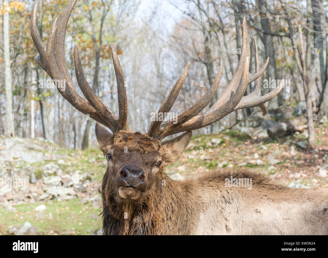 Elk horn hires stock photography and images Alamy