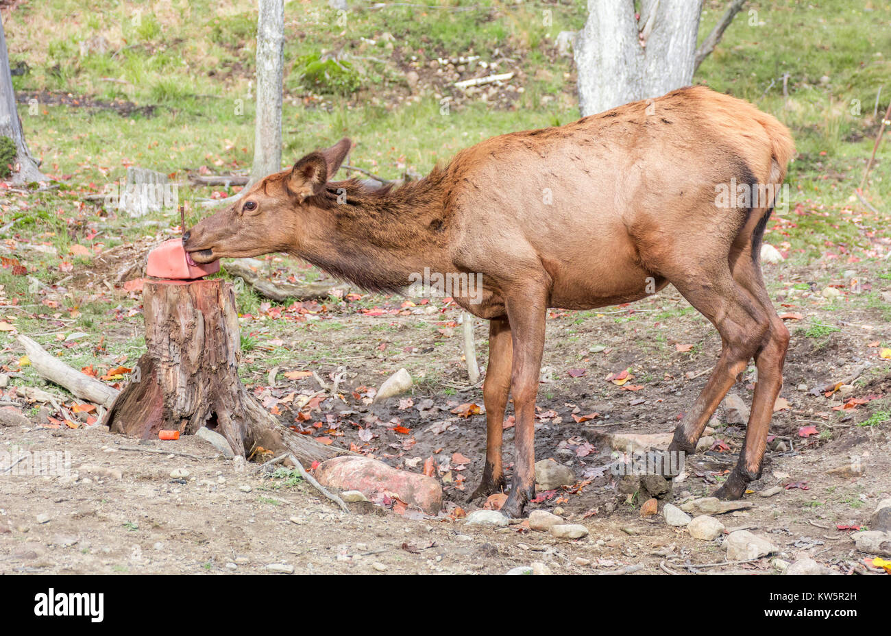 lick salt block Deer