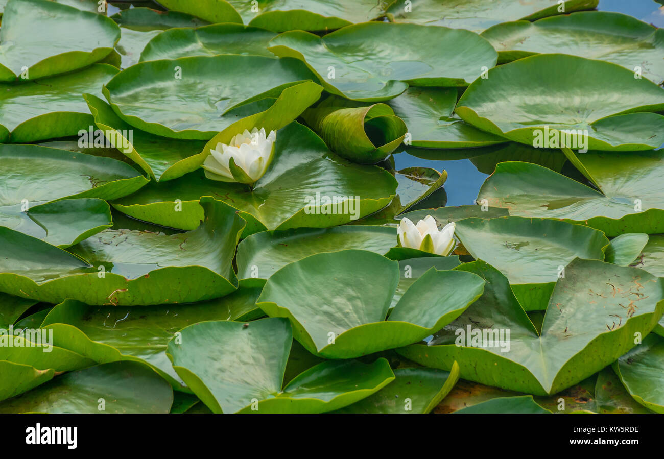 Nymphaea odorata- American White Waterlily Stock Photo