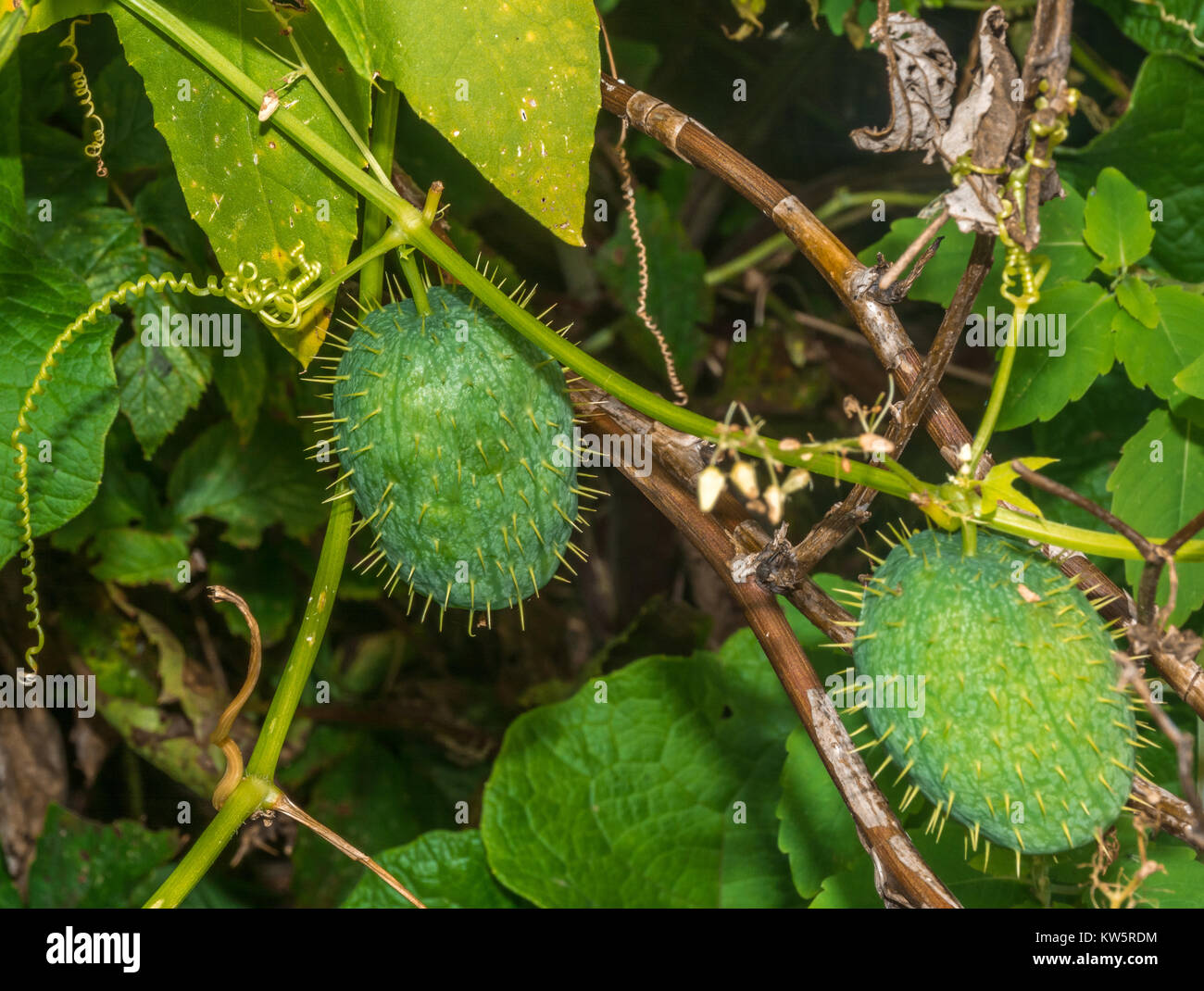 Echinocystis, known as Wild Cucumber, Balsam-Apple or Prickly Cucumber Stock Photo
