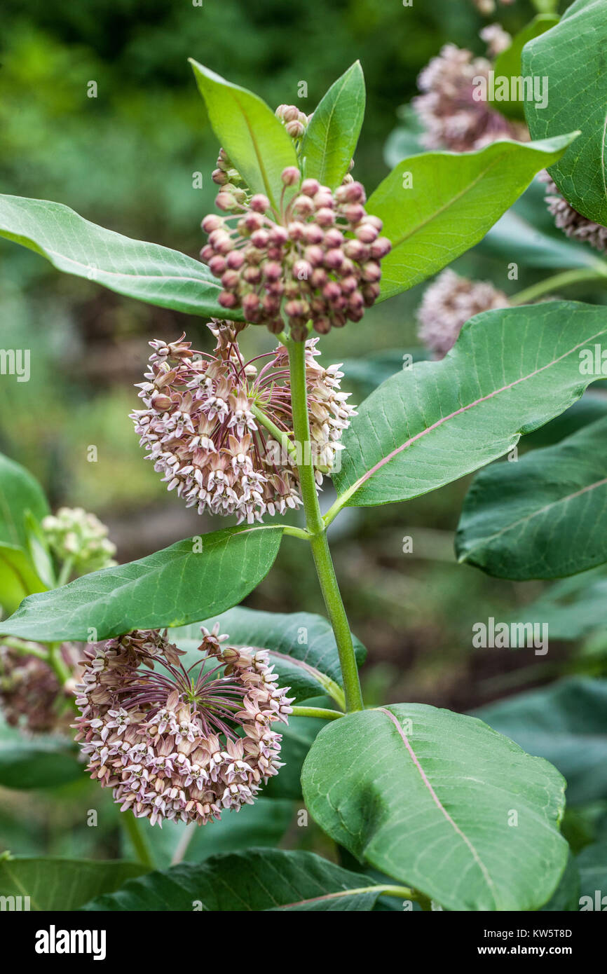 Common Milkweed, Asclepias syriaca Stock Photo