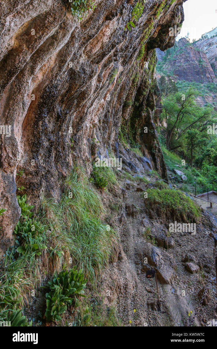 Weeping Wall in Zion National Park Stock Photo Alamy