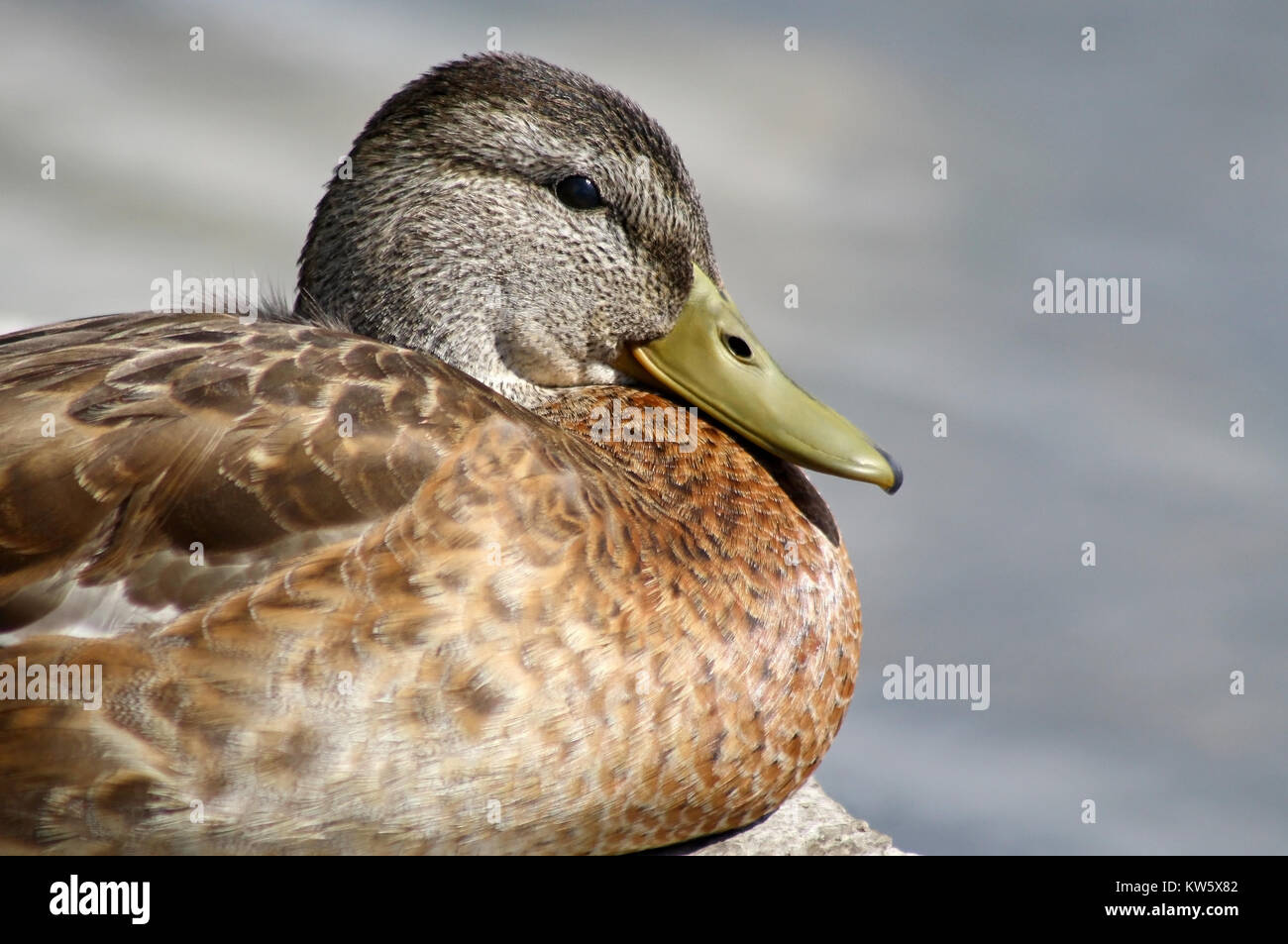 Mallard Duck Female Resting On Rock Stock Photo