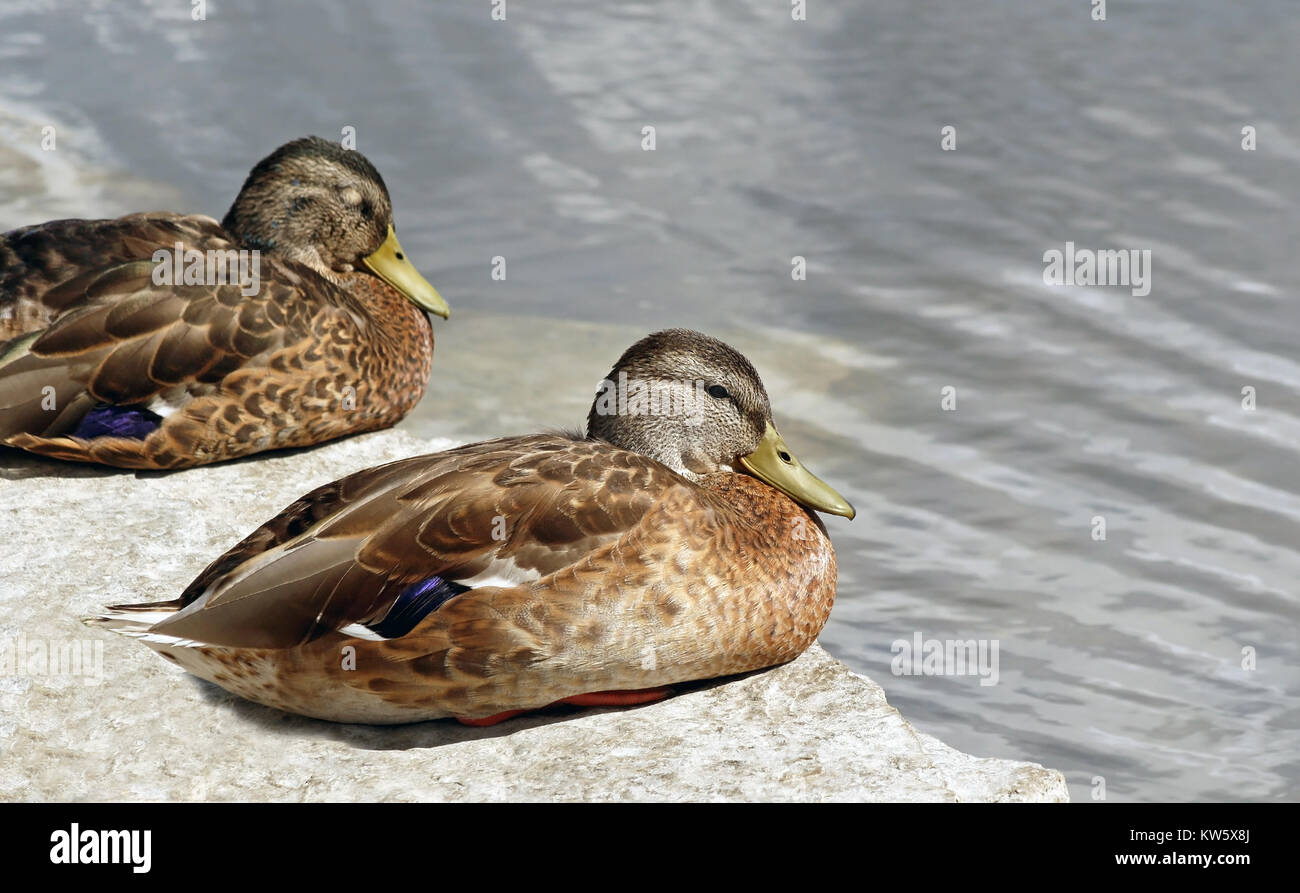Two Mallard duck females resting on rocky ledge along shore Stock Photo