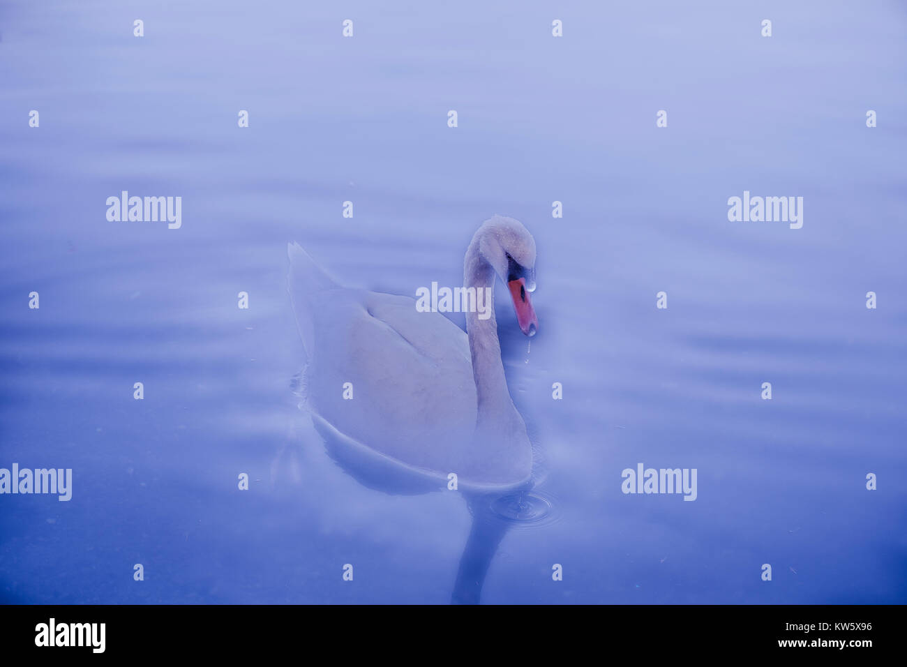 Peaceful concept white Swan in a lake lake while a water drop dropping from his beak. Animation Concept. Stock Photo