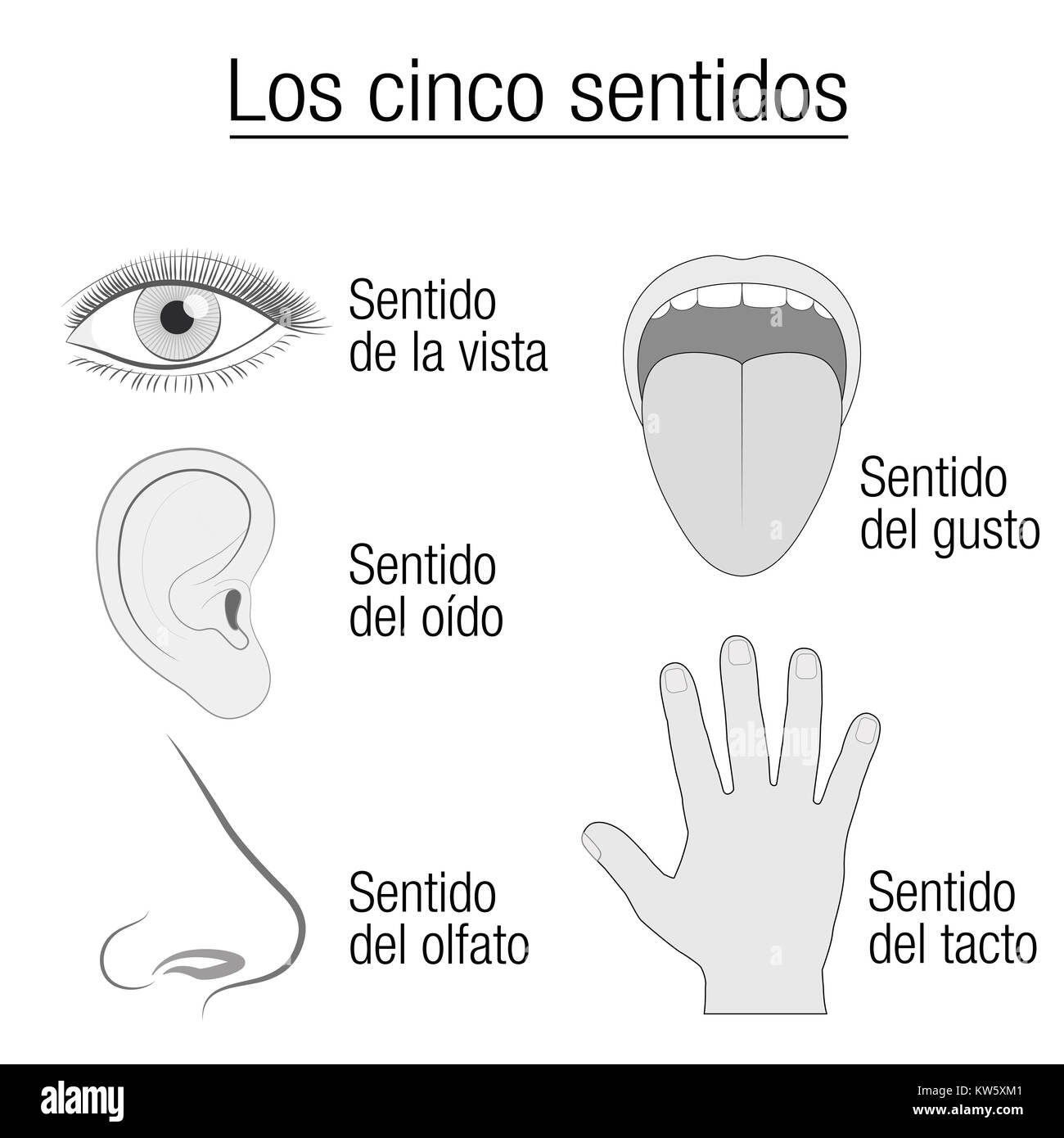 Five senses chart with sensory organs eye, ear, tongue, nose, hand - appropriate designation sight, hearing, taste, smell touch - SPANISH LANGUAGE. Stock Photo
