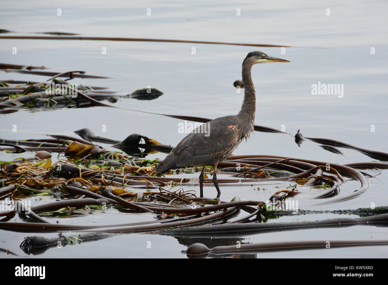 Great Blue Heron Stock Photo - Alamy