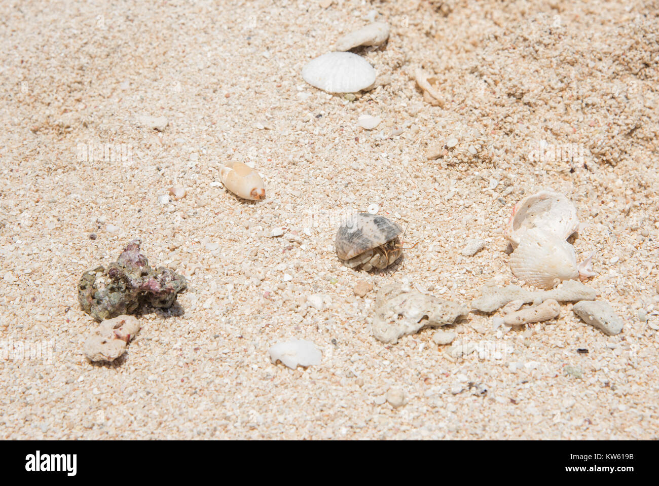 Hermit crab in the beach sand on Mystery Island, Vanuatu Stock Photo