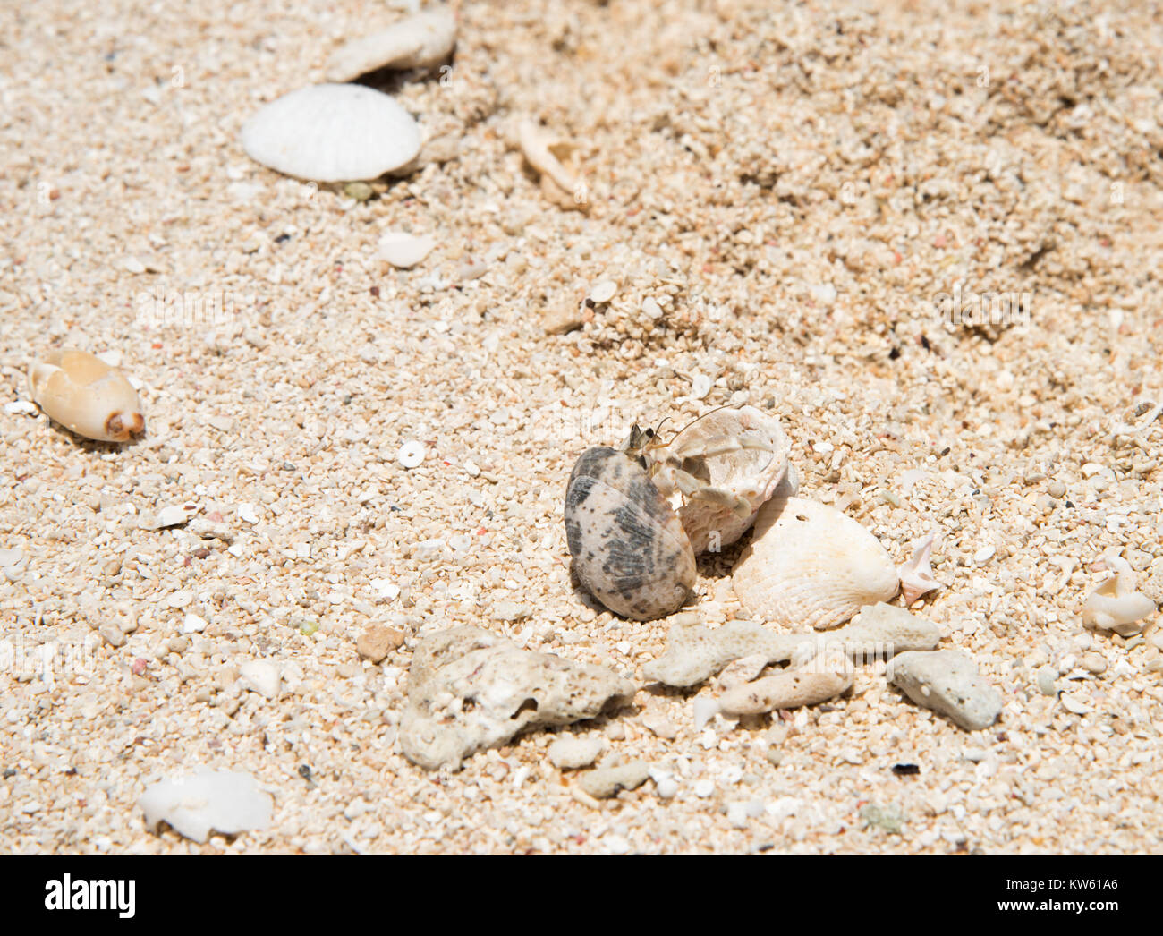 Hermit crab in the beach sand on Mystery Island, Vanuatu Stock Photo