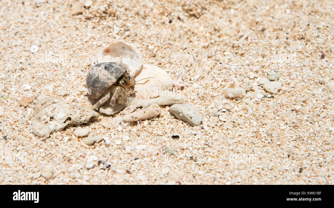 Hermit crab in the beach sand on Mystery Island, Vanuatu Stock Photo Alamy