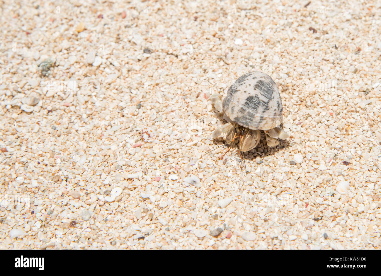 Hermit crab in the beach sand on Mystery Island, Vanuatu Stock Photo