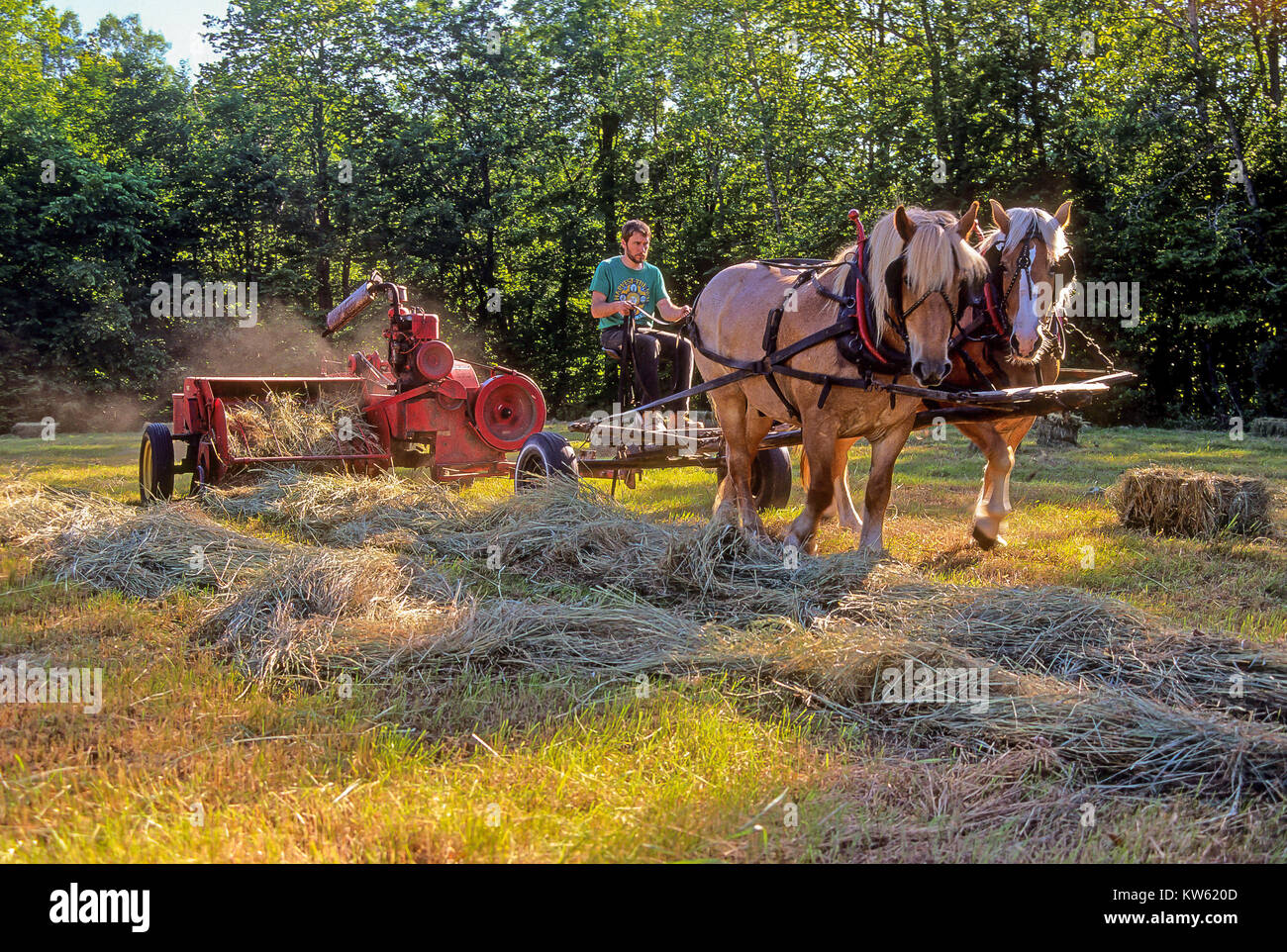 A young farmer drives a team of Belgian draft horses that pull a hay baler in Fairlee, Vermont, United States, North America. Stock Photo