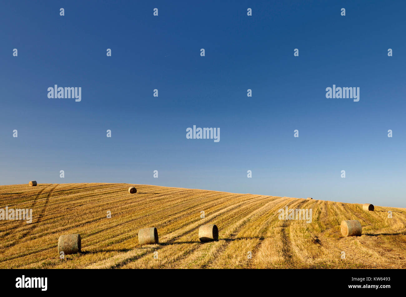 Grain harvest, Getreideernte Stock Photo