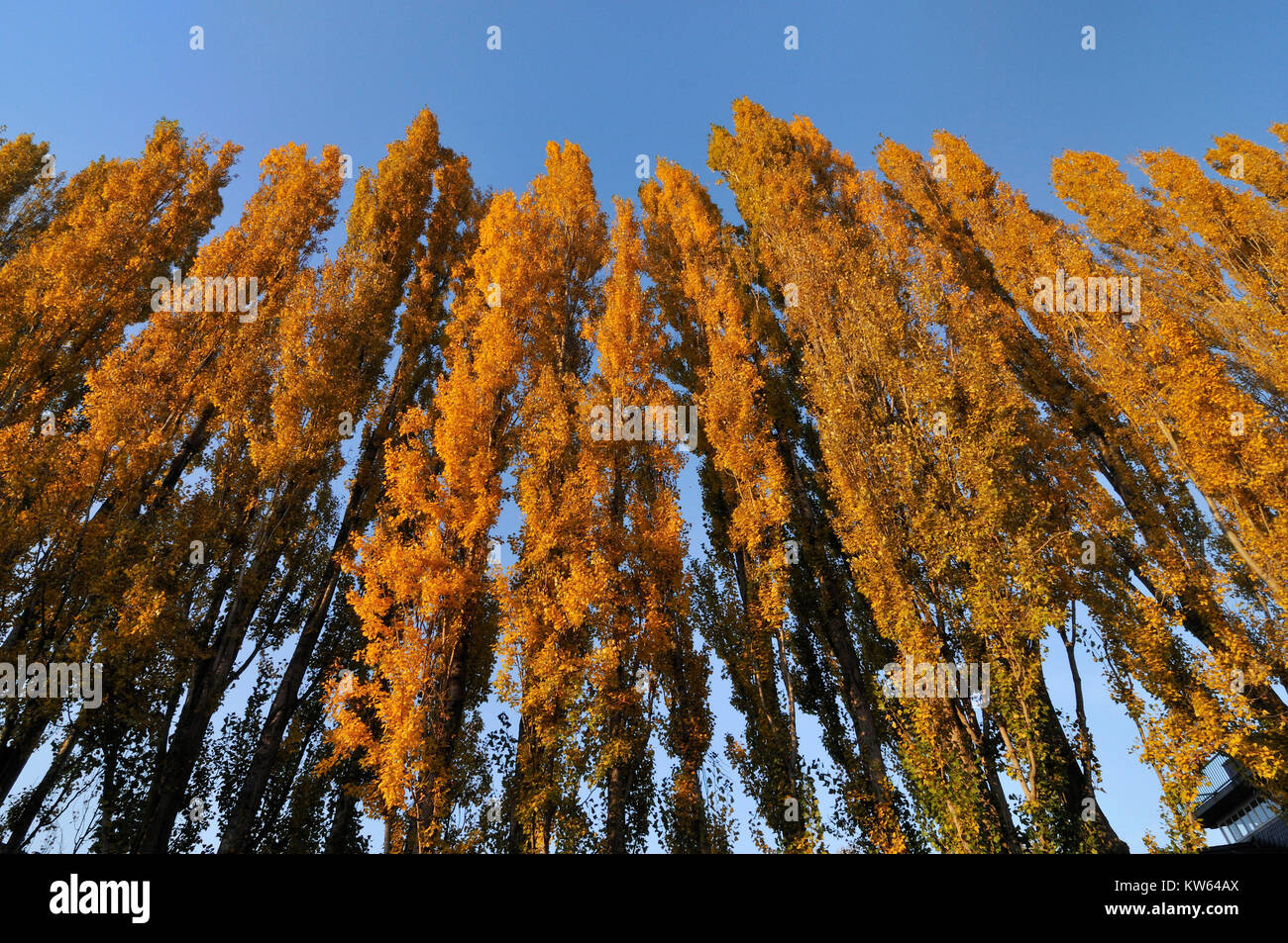 Poplars in autumn, Pappeln im Herbst Stock Photo