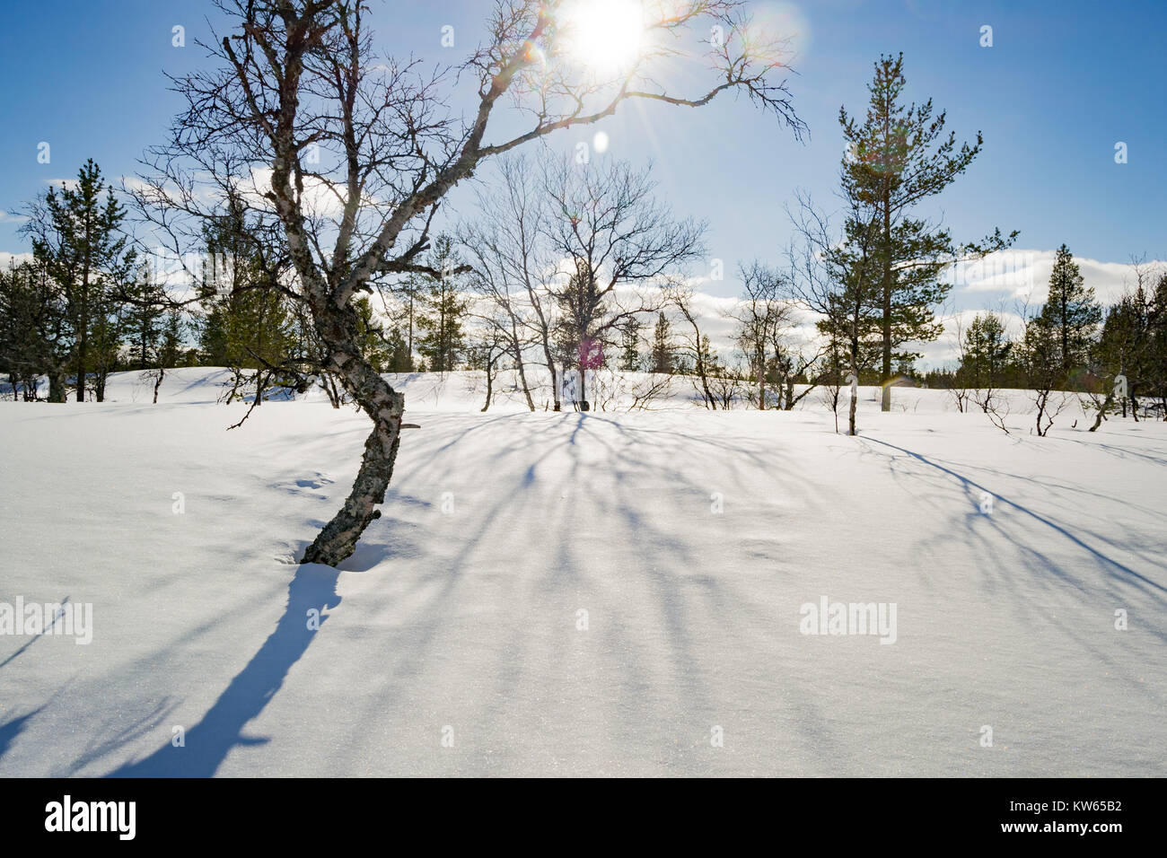 Sunny day in winter in Lapland Stock Photo
