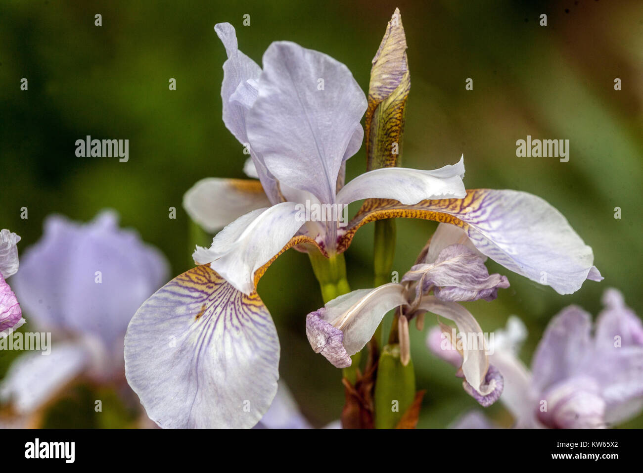 White Iris sibirica 'Mrs Rowe' white flower Stock Photo