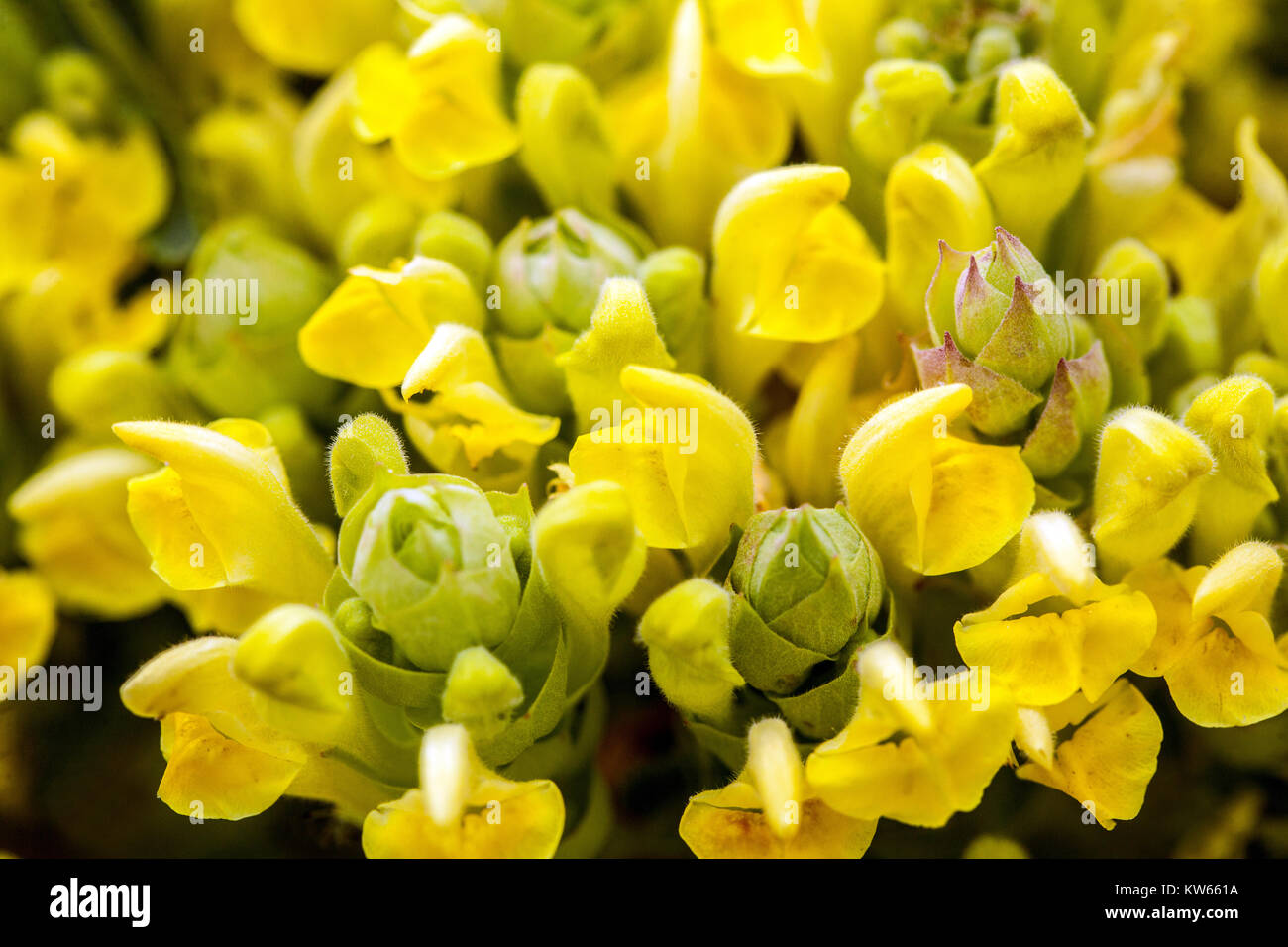 Scutellaria orientalis, growing Stock Photo
