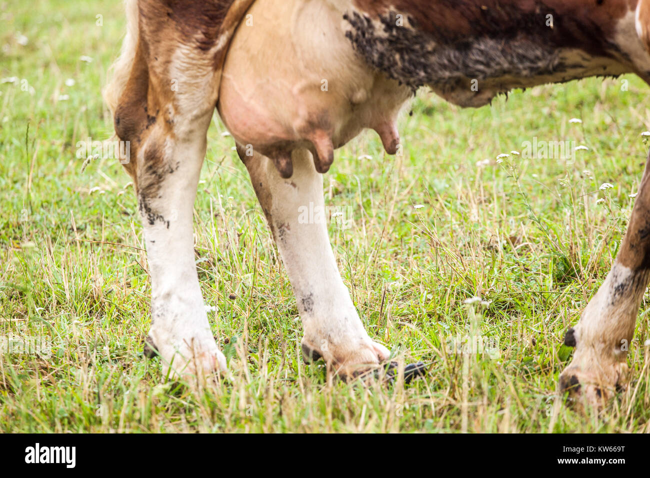Cow udder Czech Republic Stock Photo