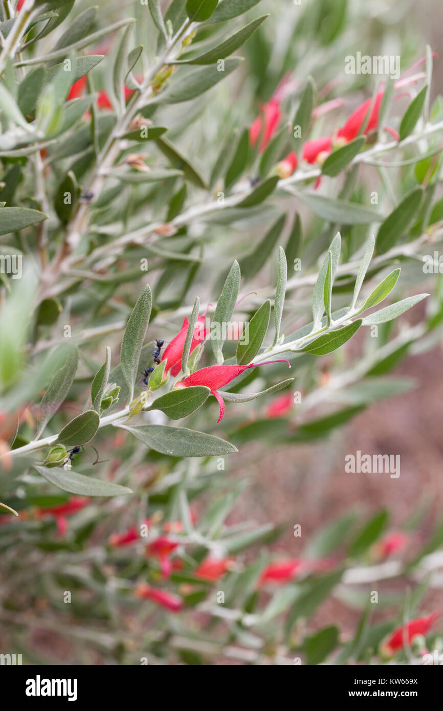 Emu Bush (Eremophila glabra) flowering. Entwood Sanctuary. Sandleton. Murraylands. South Australia. Australia. Stock Photo