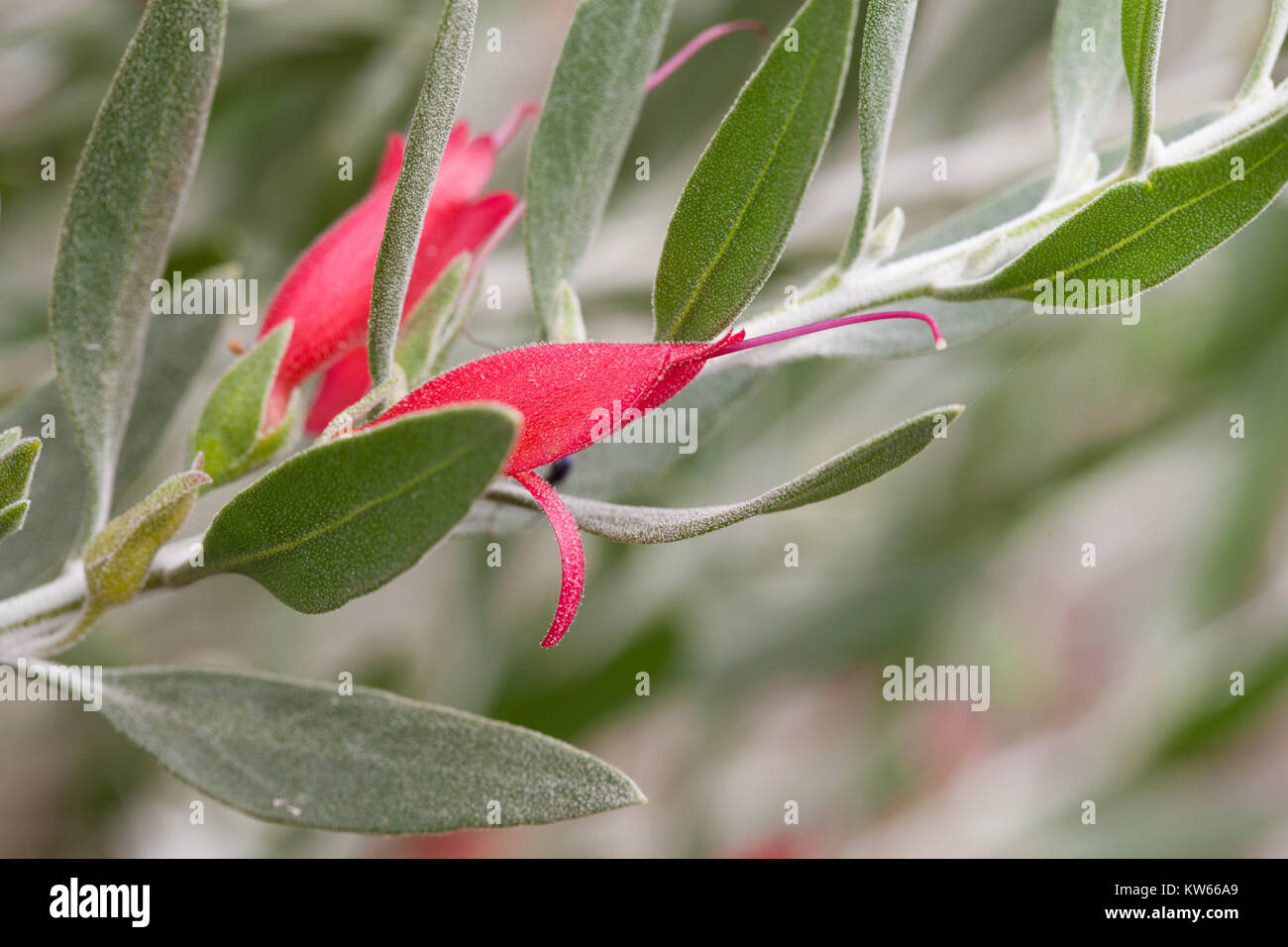Emu Bush (Eremophila glabra) flowering. Entwood Sanctuary. Sandleton