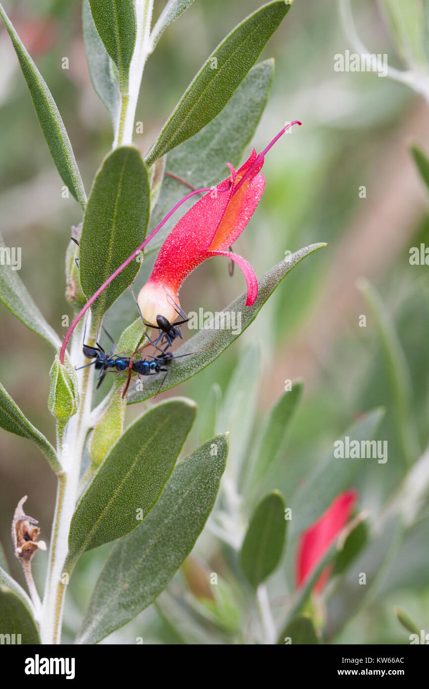 Emu Bush (Eremophila glabra) flowering with ants feeding on nectar