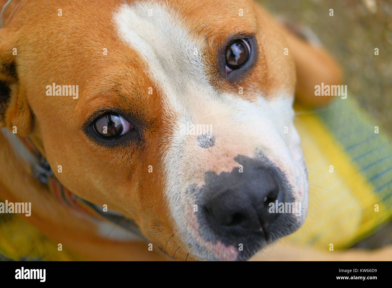 american staff shire