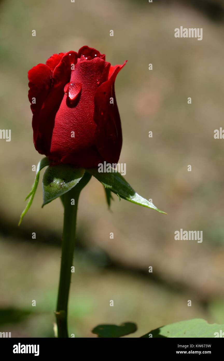 a bud of red rose and rain drops Stock Photo - Alamy