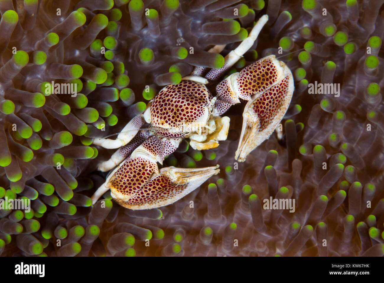 Porcelain Crab (Neopetrolisthes maculatus) on a Sea Anemone Stock Photo